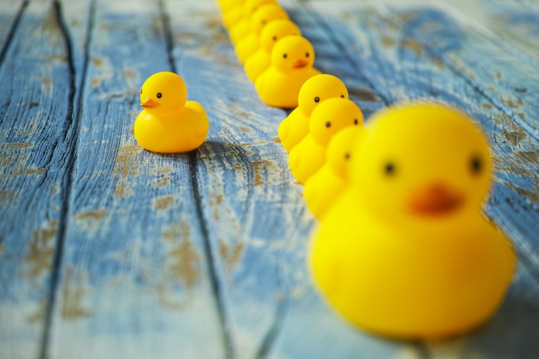 A group of organised in line of yellow duck with one yellow duck slide out as unique