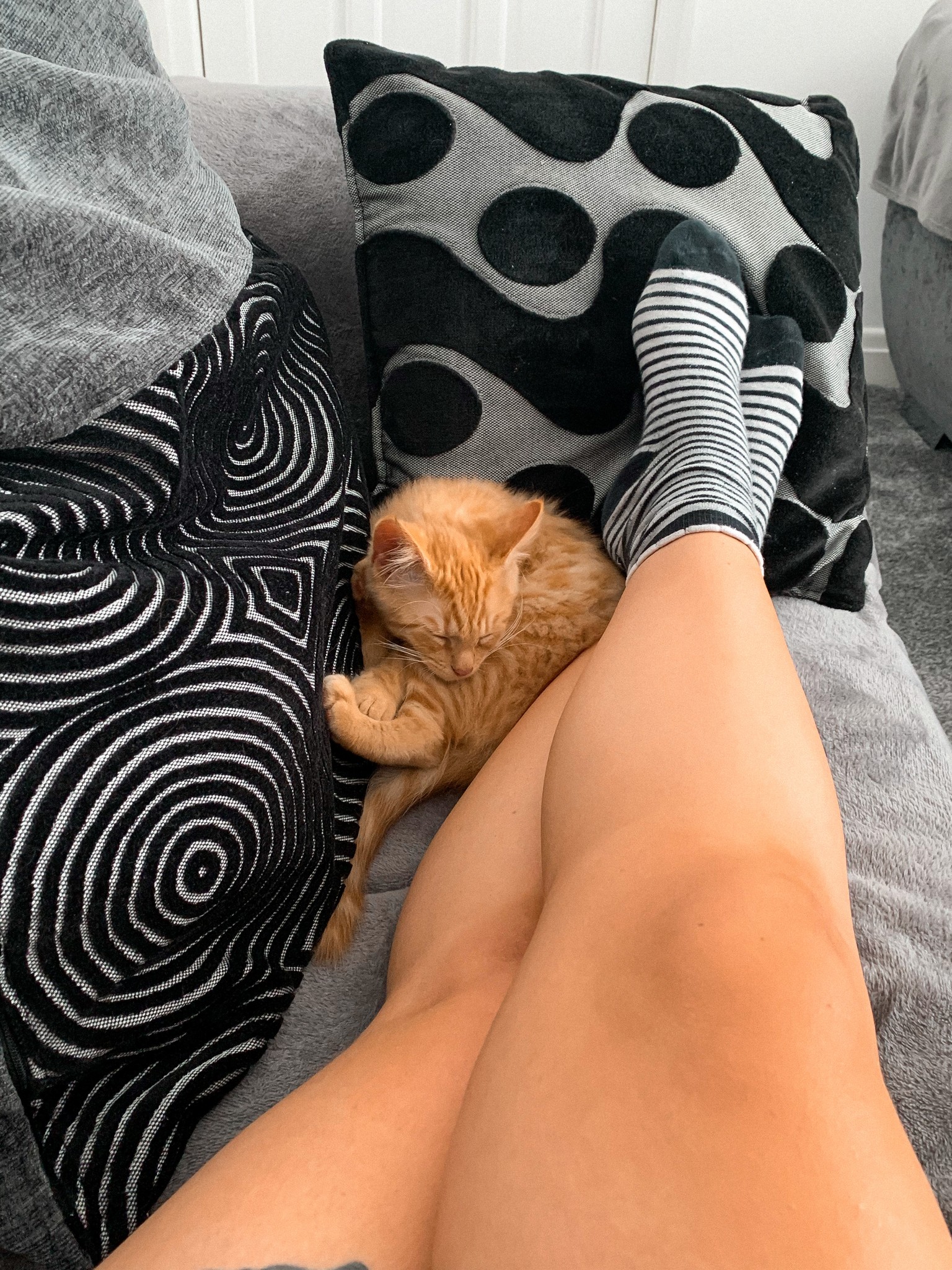 Ginger kitten curled up on a grey sofa next to a persons legs