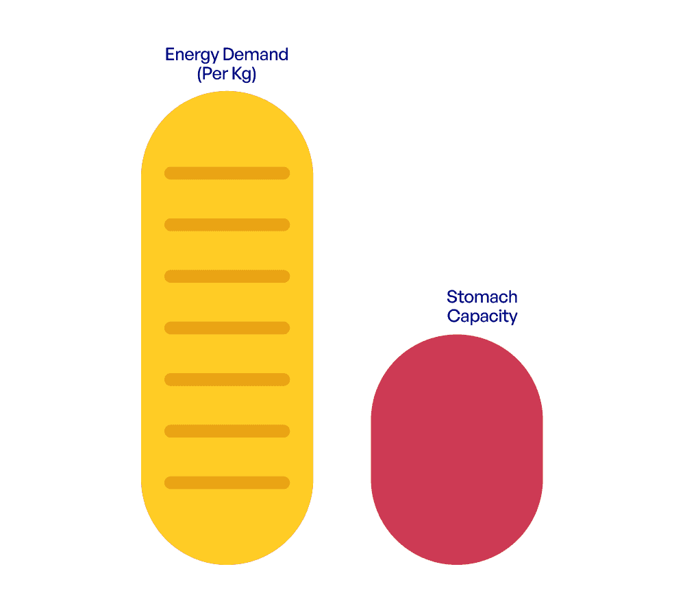 Illustration comparing higher energy needs and smaller stomach capacity in small dogs