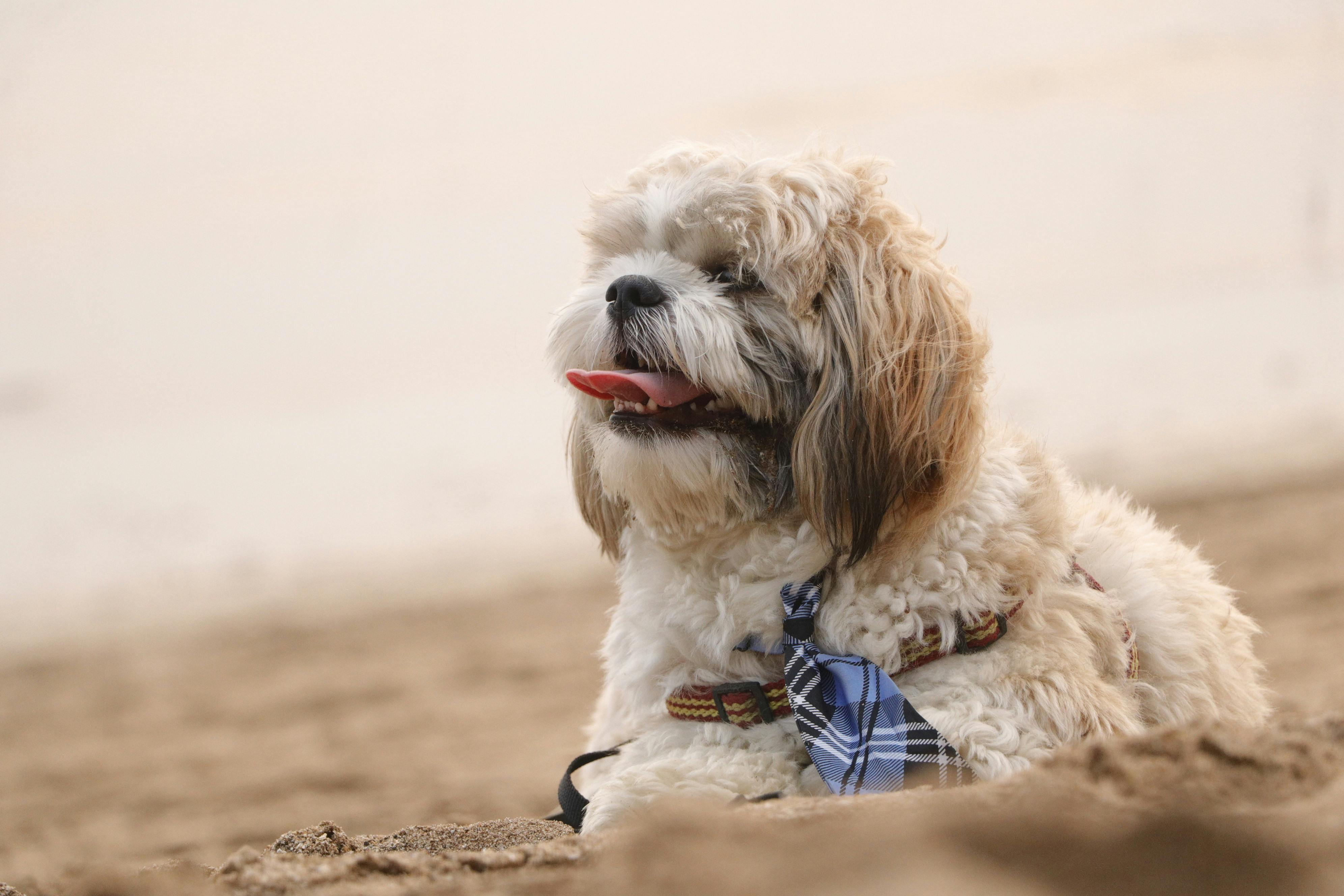 Shih Tzu physical characteristics