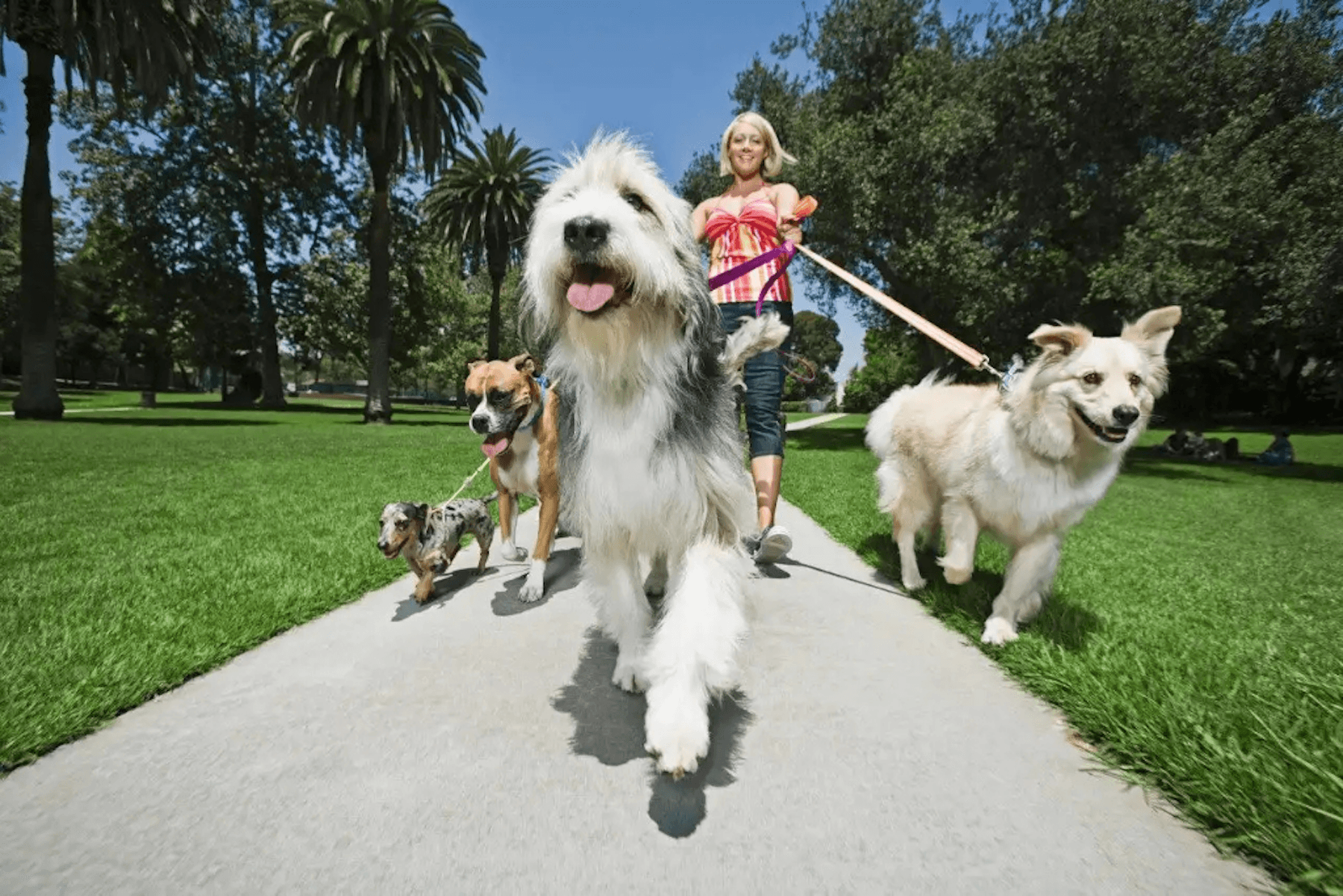Woman walking four dogs along a sunny park path lined with palm trees.