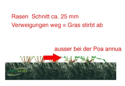 Platz 2: zu tiefes Mähen