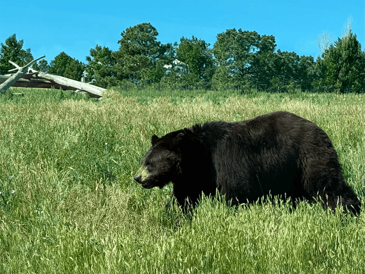 a man jumping into a swimming pool surrounded by logs