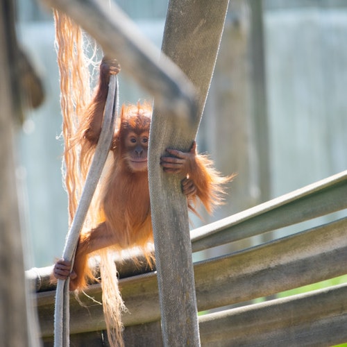 Orang-Utan im Zoo von Amnéville