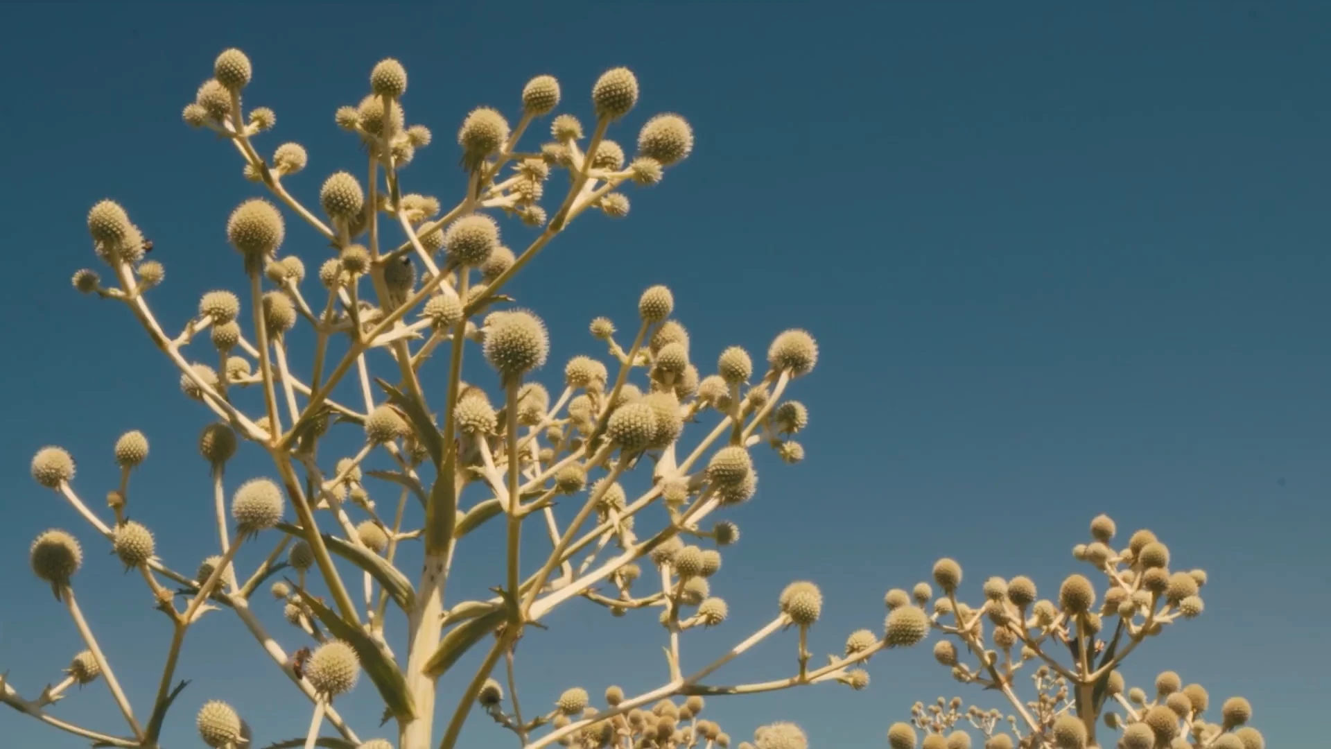Fueguia para Fueguia: imagen de apertura que muestra imagen de campaña con naturaleza, luz orgánica y composición calmada.