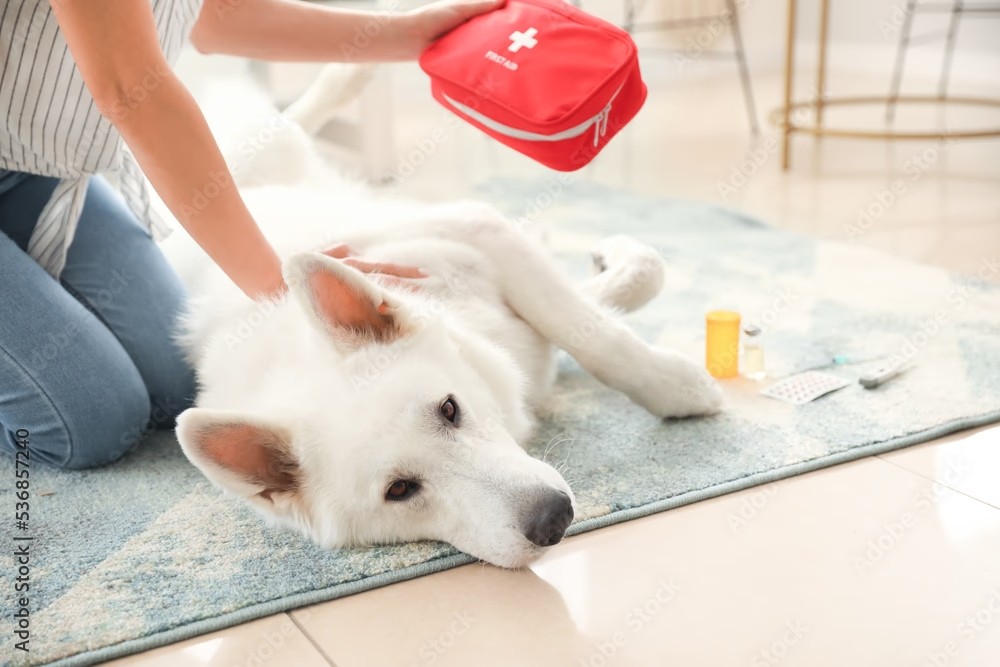 White dog lying on its side next to a person holding a red first aid kit. Follow this link to visit the dog first aid page.