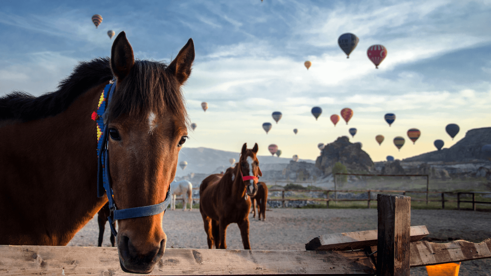 Horse ranch in Cappadocia at sunrise with colorful hot air balloons floating above the valley, scenic landscape showcasing the region’s famous horses and unique rock formations
