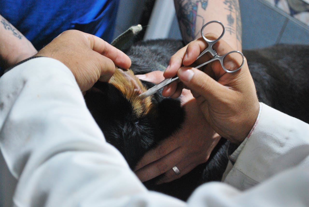 A dog undergoing a pet surgery