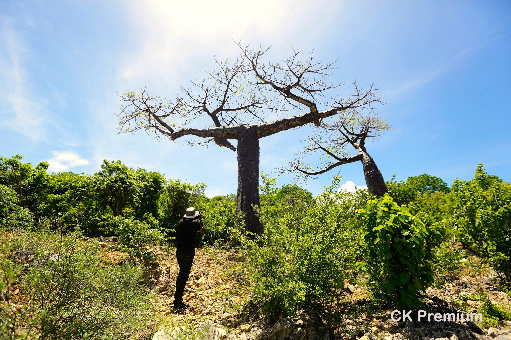 téčkovitý baobab