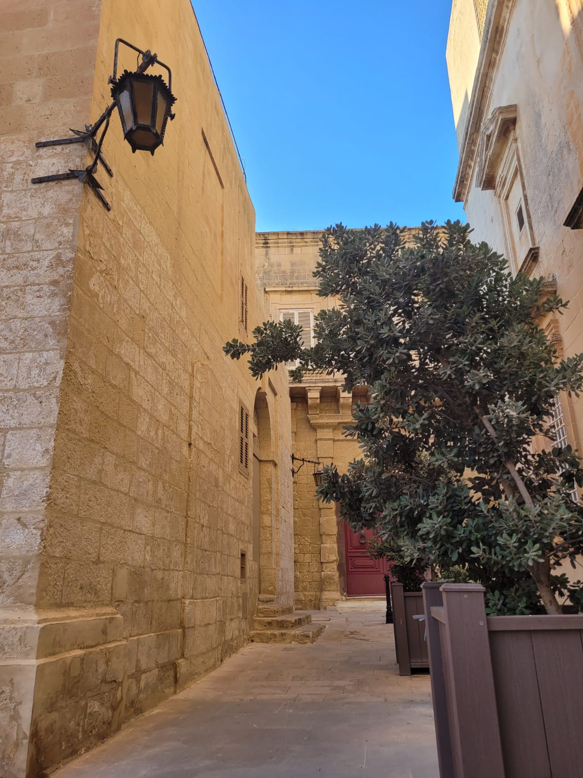 yellow Labrador retriever biting yellow tulip flower