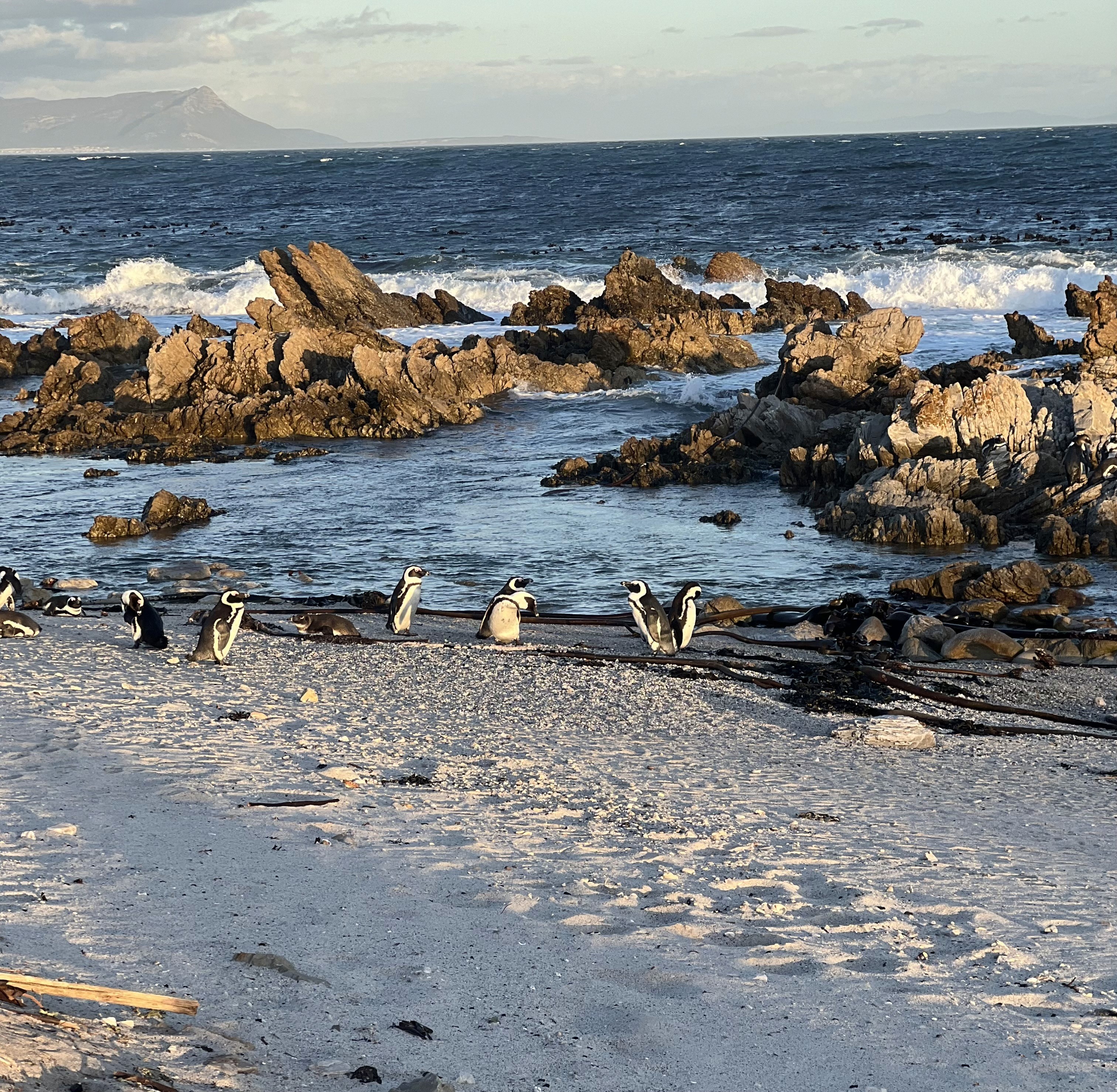Several African Penguins standing together in a wide angle shot of the sandy beach, rocks, ocean and mountains at Stony Point Nature Reserve.