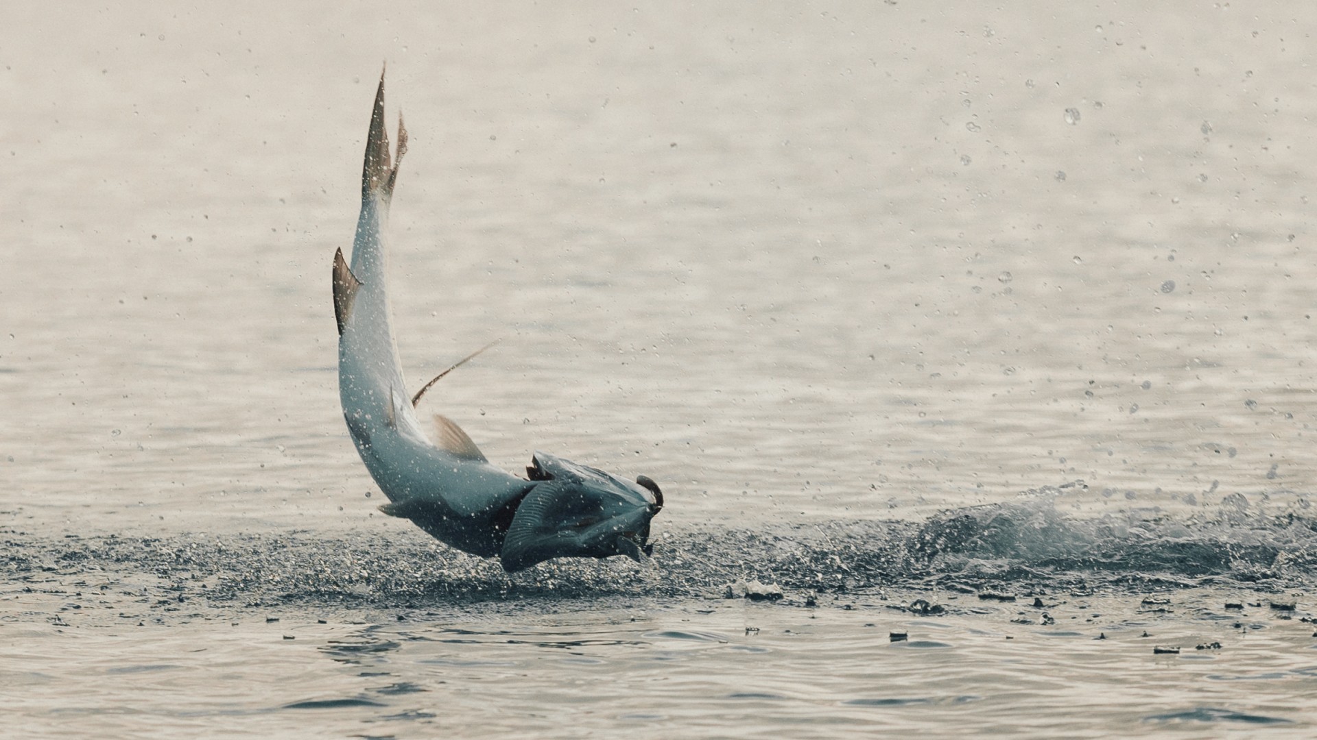 Tarpon jumping above the water surface