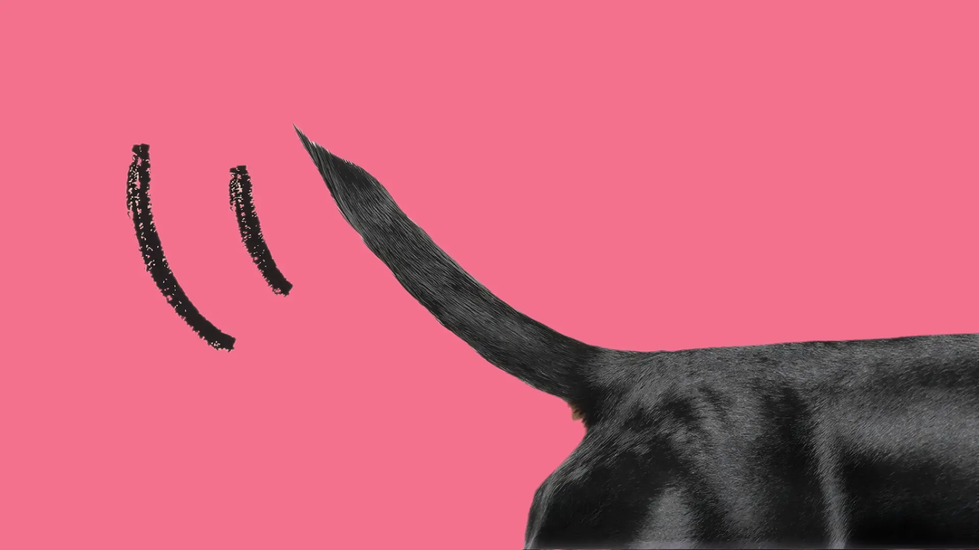 Black dog’s tail wagging against a bright pink background with hand-drawn motion lines