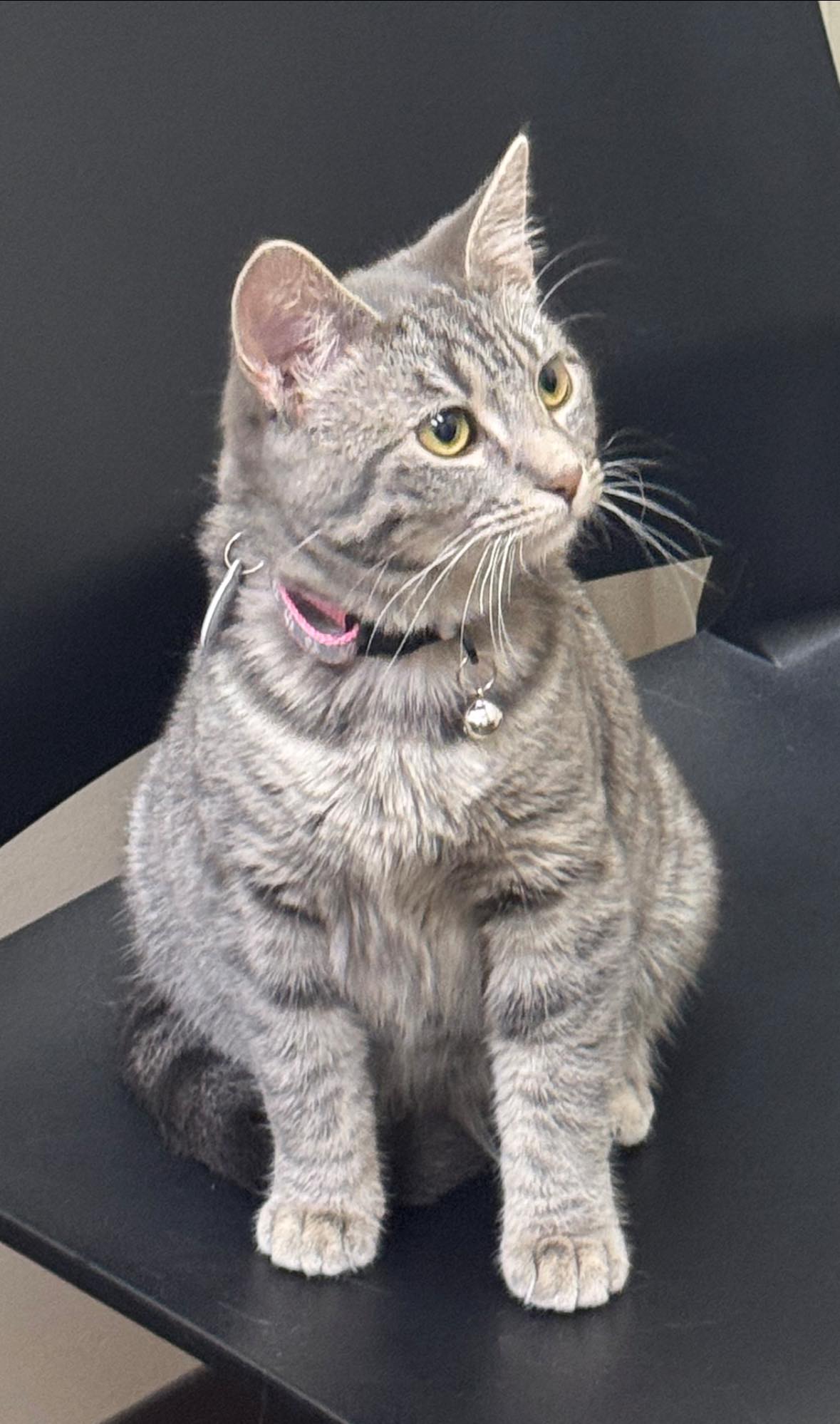 A content feline patient receiving expert care at Three Springs Animal Hospital.