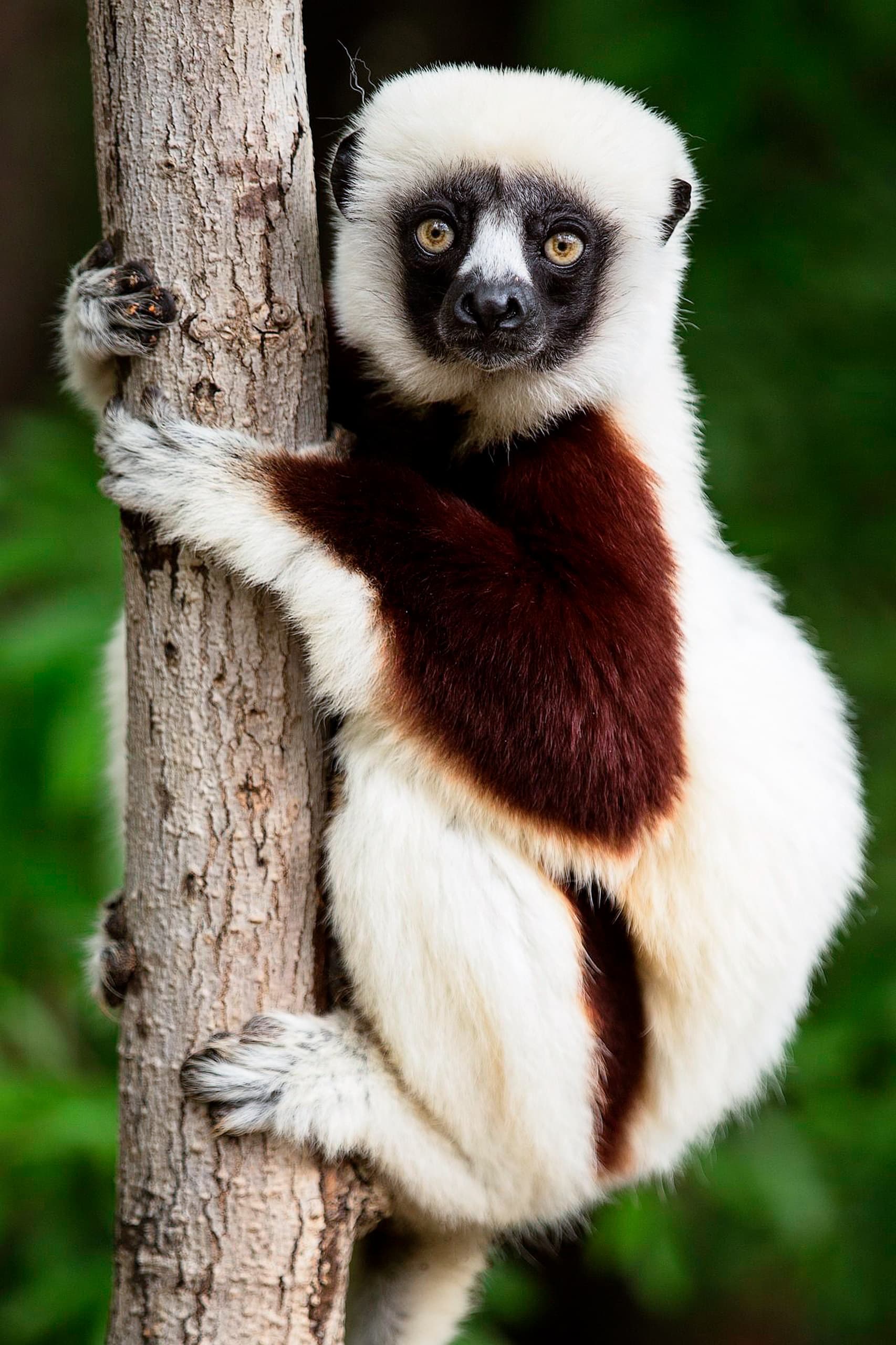 Lemur en Madagascar