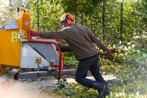 Seilklettertechnik zur Baumpflege, Baumkatastern, Obstbaumschnitt, Baumpflege, Pflege von Bäumen