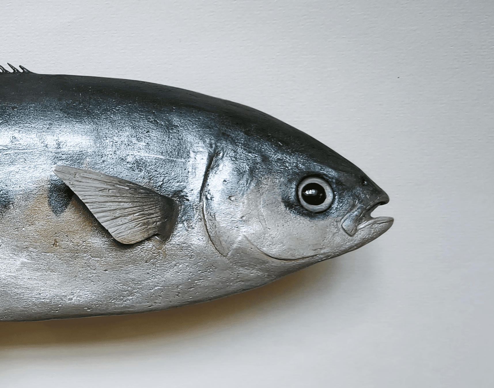 Nærbilde av gaffelmakrell (fisk) sett fra siden 