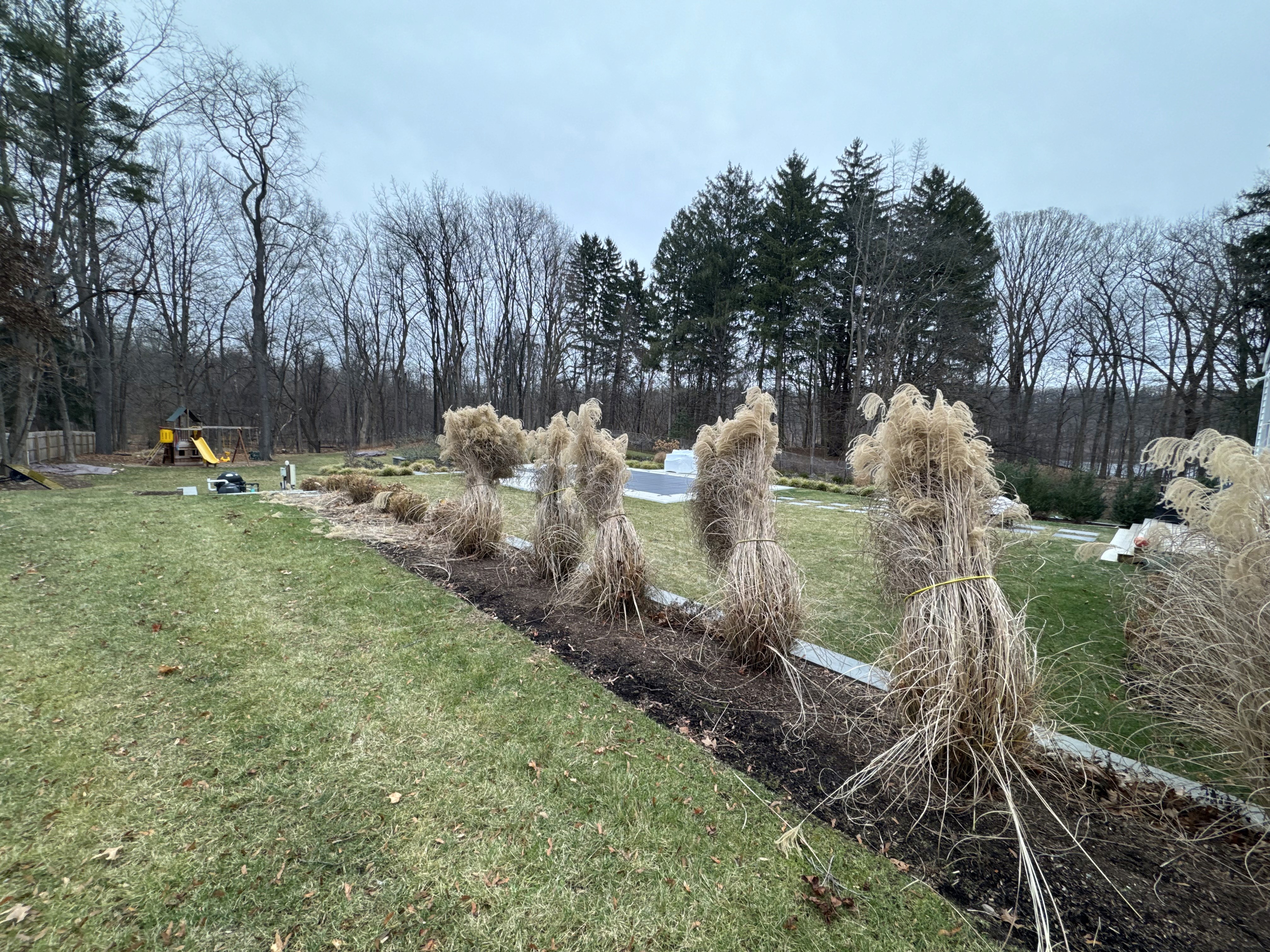 Bundled ornamental grasses in a winter yard