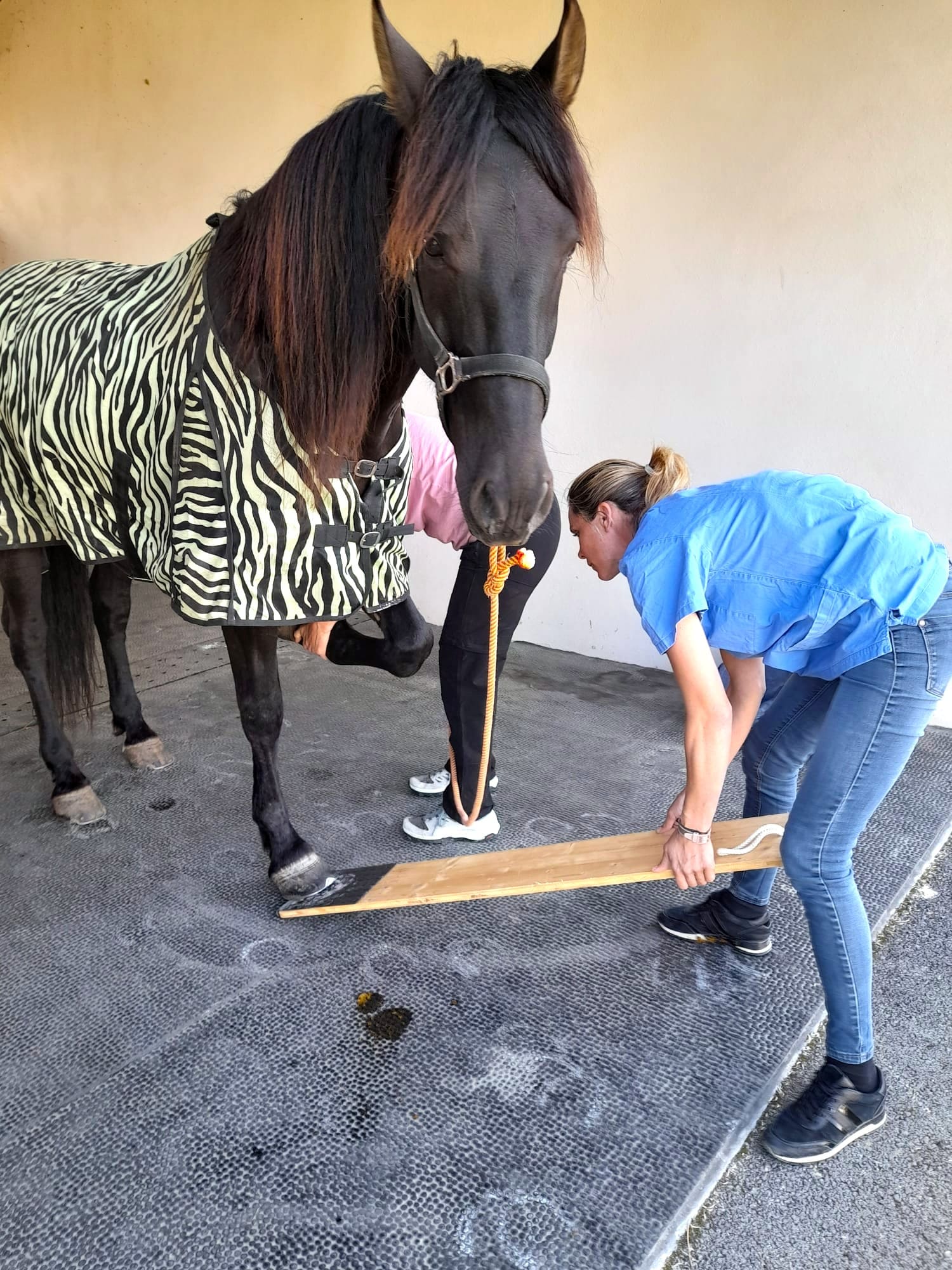 Examen locomoteur cheval
