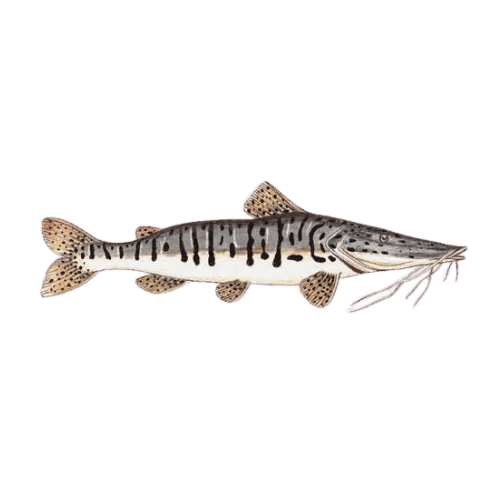 Grey Stirpe Catfish- Surubi