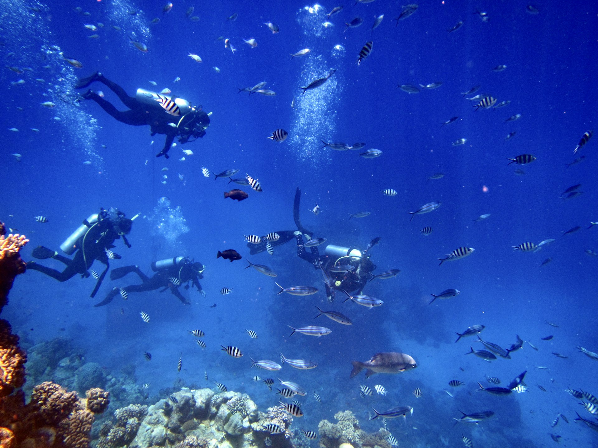 Group of scuba divers swimming through a school of reef fish in blue water