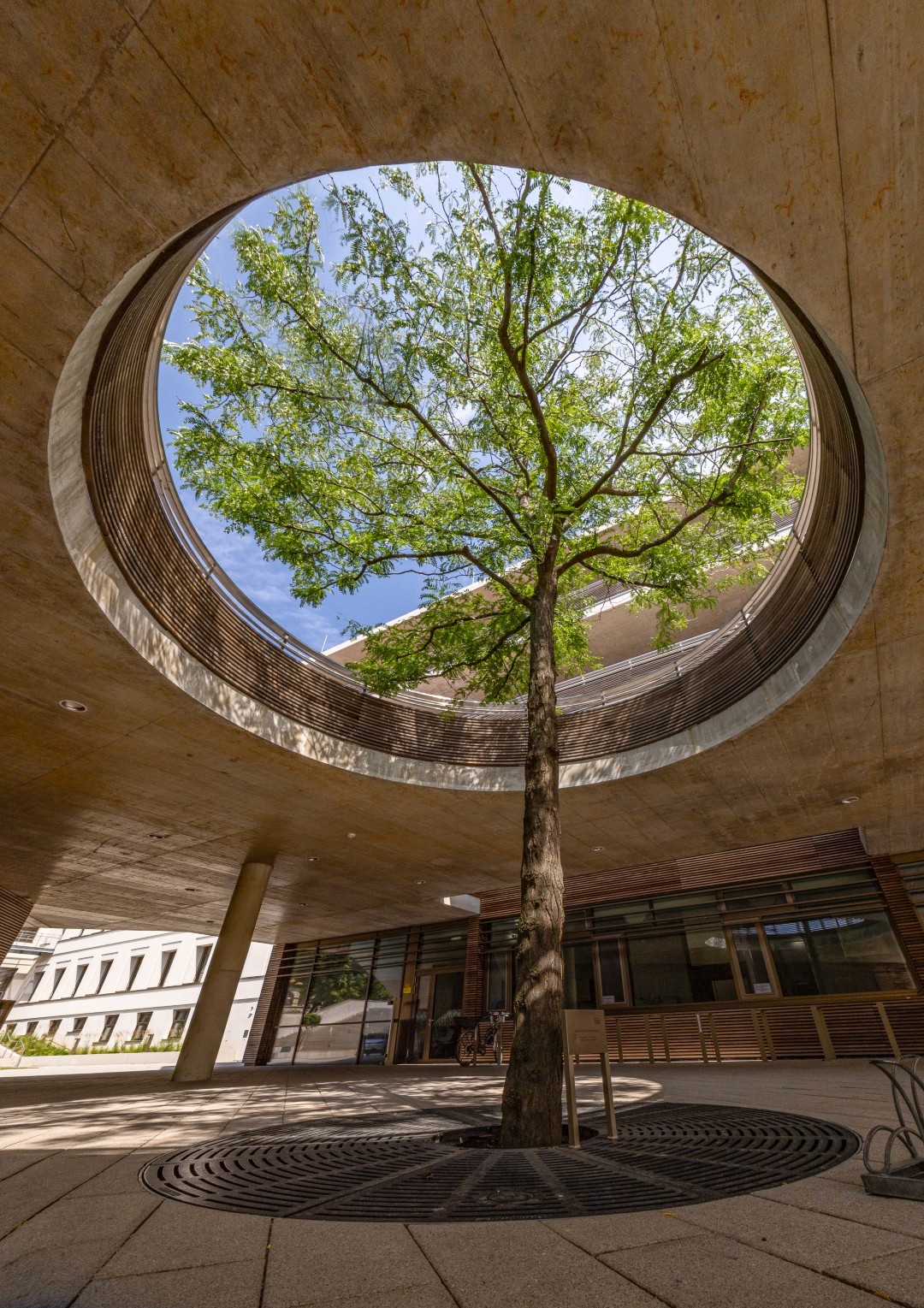 Gleditsia ‘Skyline’ mit luftiger Krone und fein gefiedertem Laub, wachsend in einer runden Öffnung eines modernen Innenhofes.