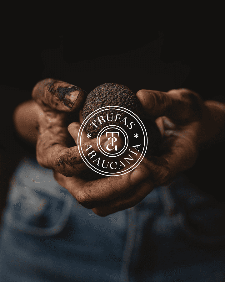 Trufas Araucania Chile Web Design