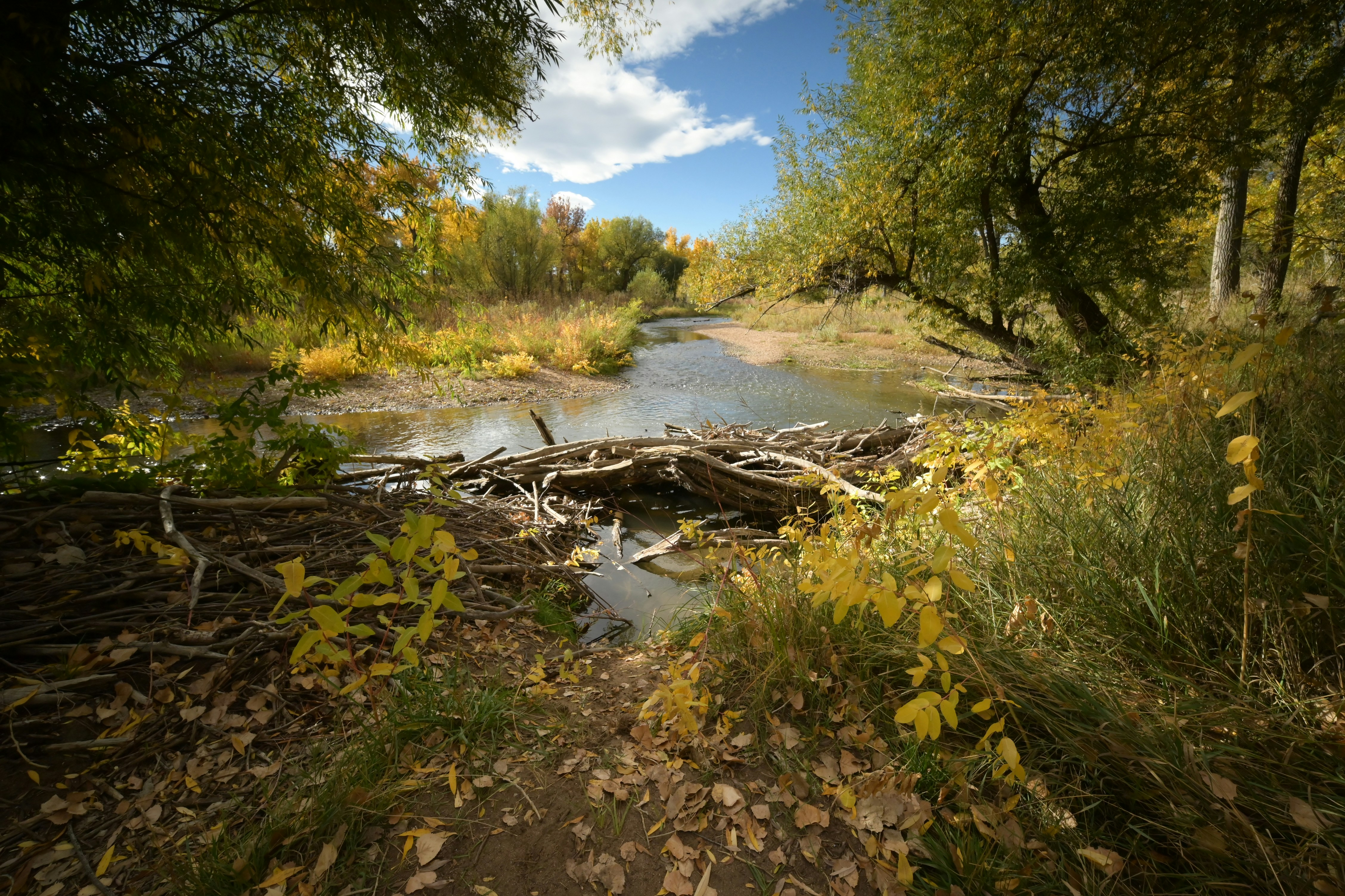 Autumn trees line a river with a beaver dam.