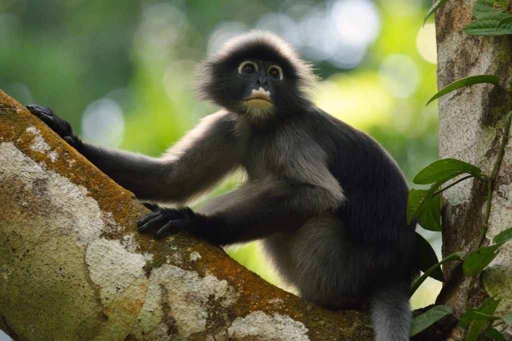 Langur on a tree branch in Kaeng Krachan National Park, Thailand