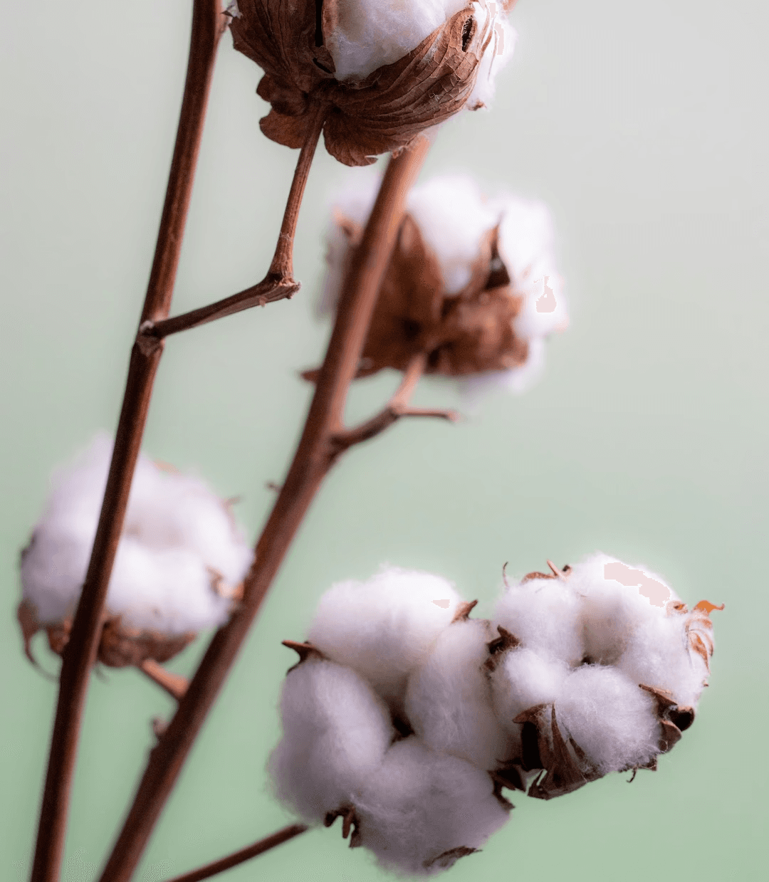 Macro shot of pure organic cotton fibers, showing a soft, natural, and fluffy texture under warm lighting.