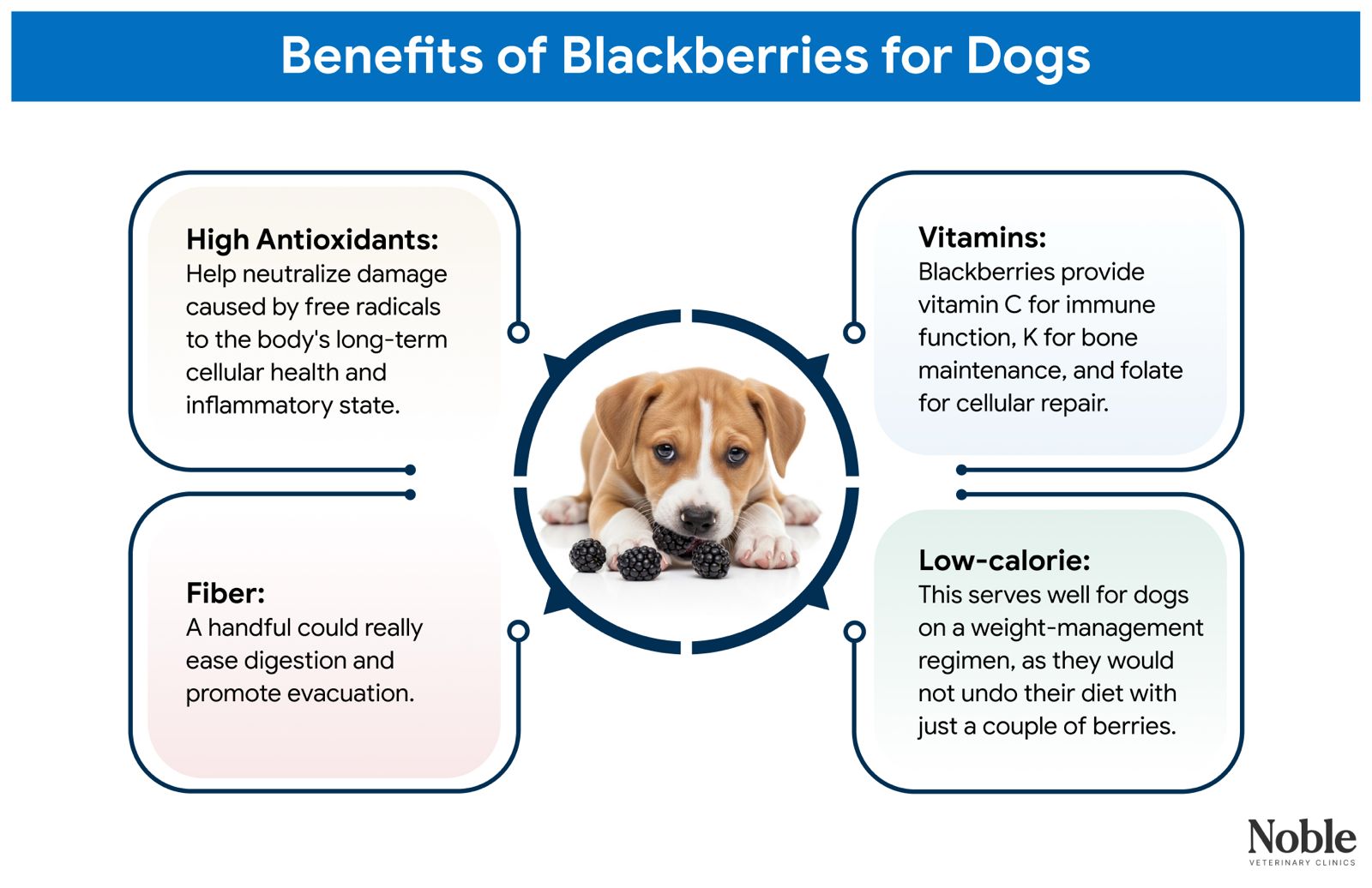 An image showing the benefits of blackberries for dogs.