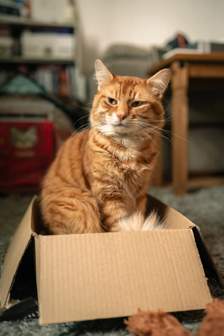 Pumpkin, Tom’s ginger cat, sitting upright in a cardboard box