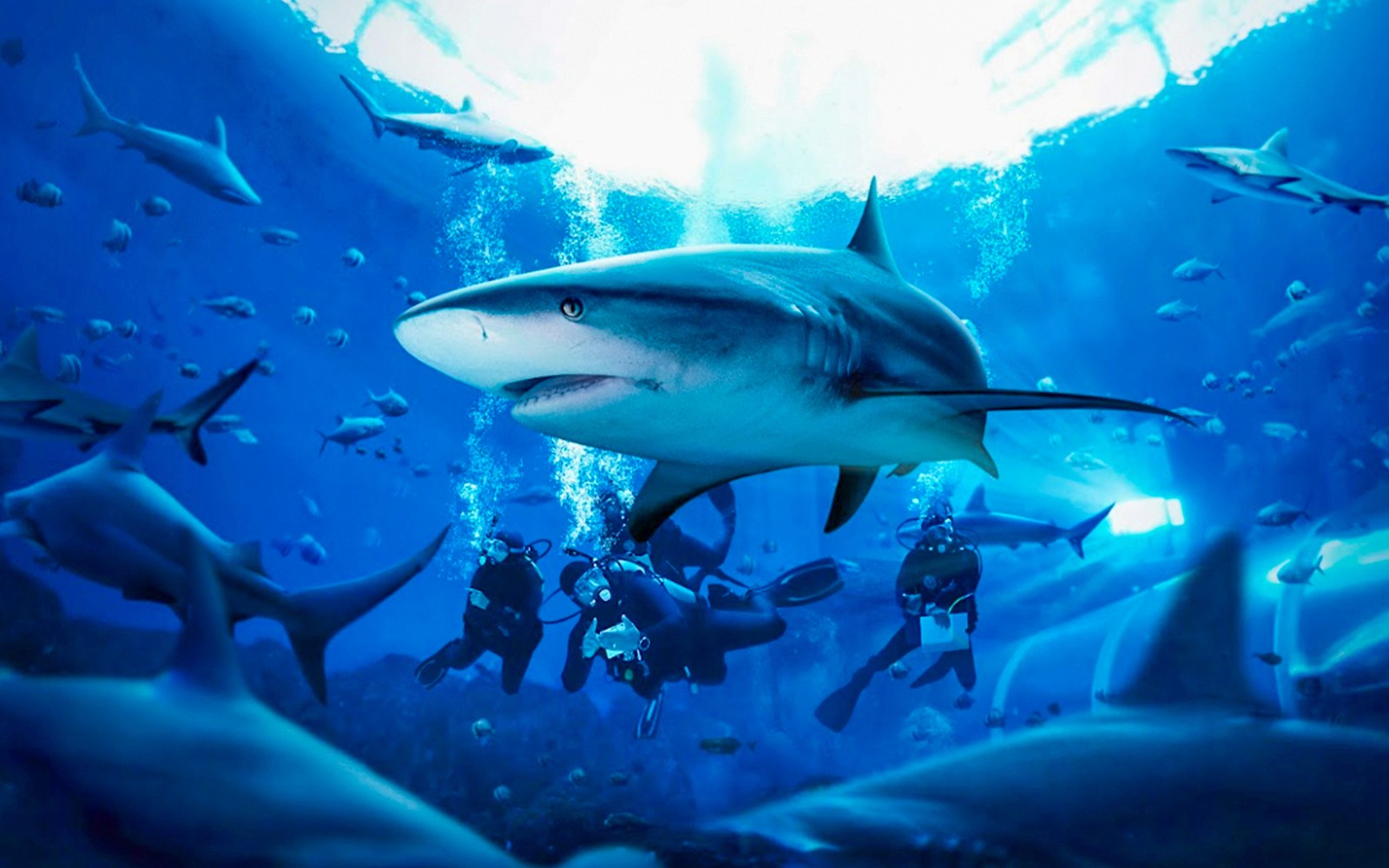 Divers interacting with a shark at Dolphin Island, Singapore, during the Shark AWARE programme.