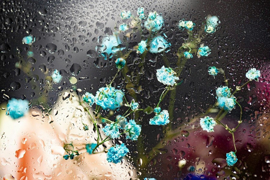 Delicate blue flowers viewed through rain-kissed glass, symbolizing the fresh beauty of sustainable luxury and the untouched elegance of rural landscapes beyond Paris, the French Riviera, Lisbon, or Porto – where responsible living meets timeless charm.