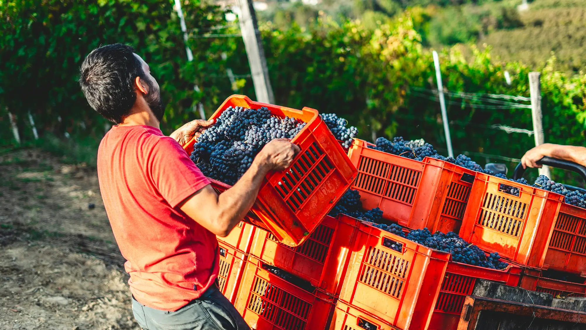 man in orange t-shirt holding black and white textile in orange plastic crate