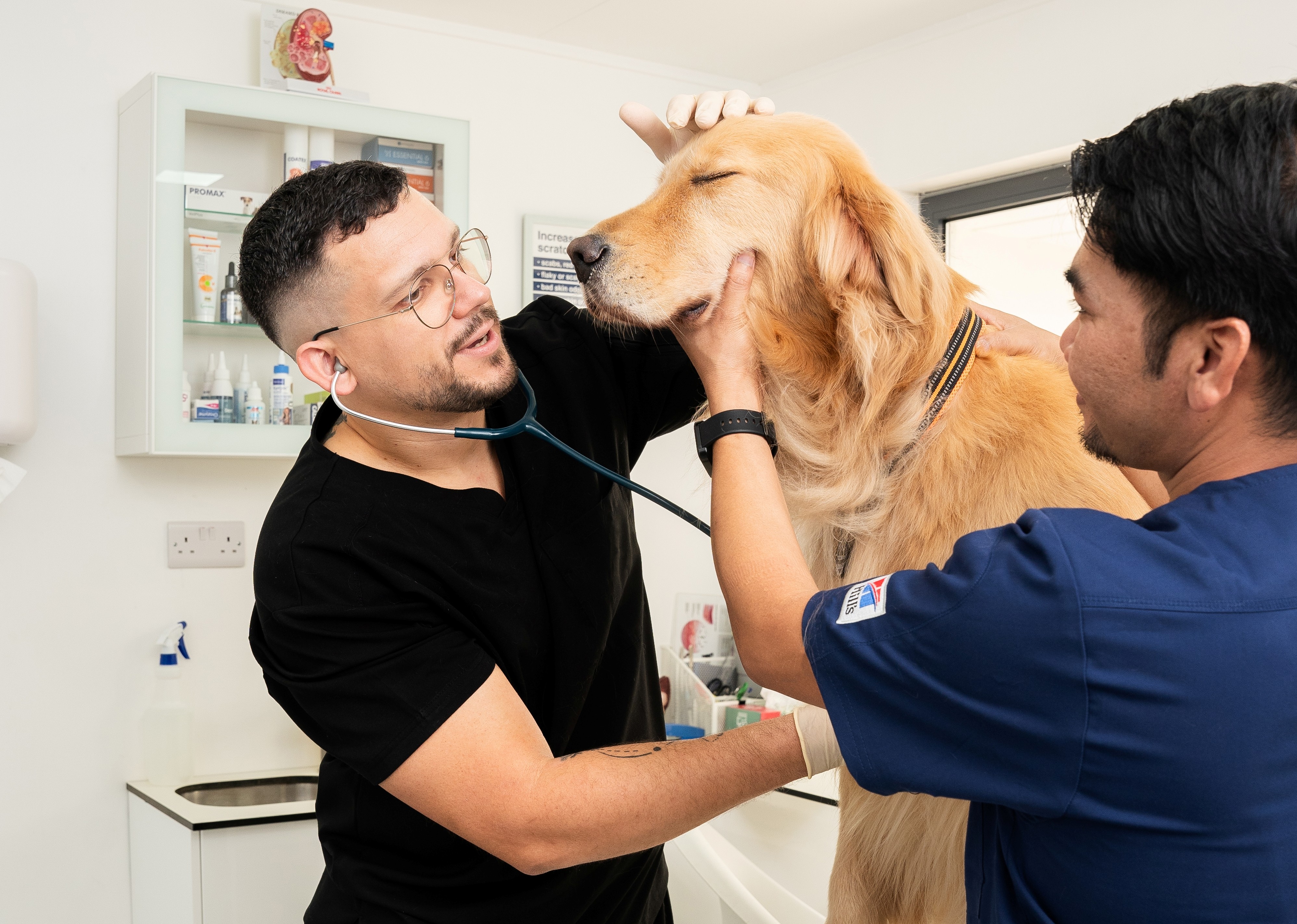 parvovirus in dogs recovery and aftercare