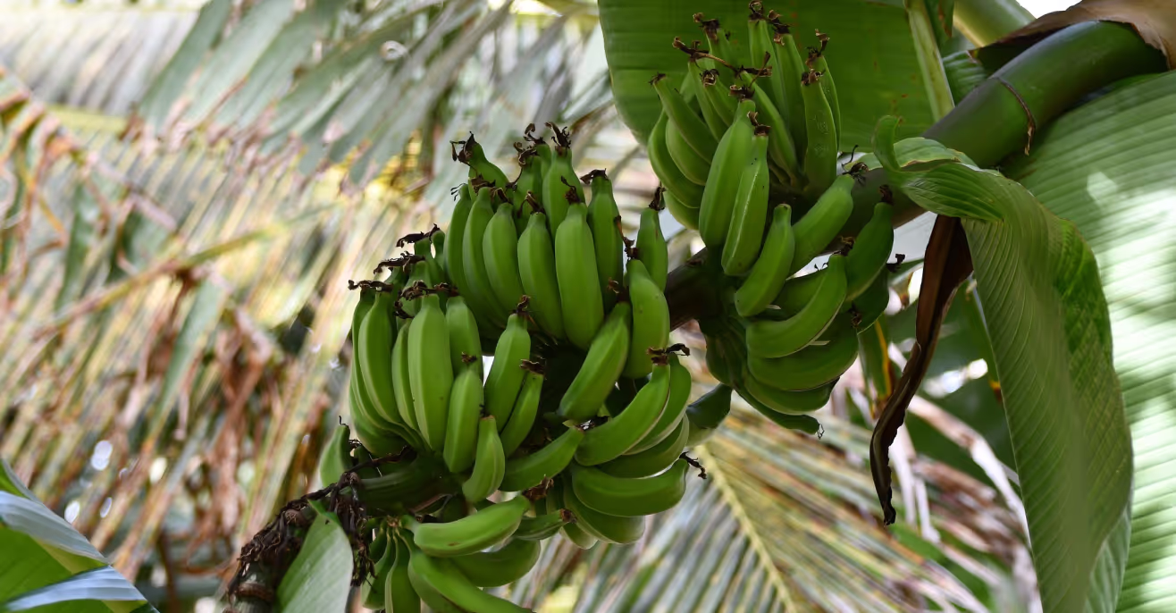 Bunches of green bananas growing on a plant among large leaves