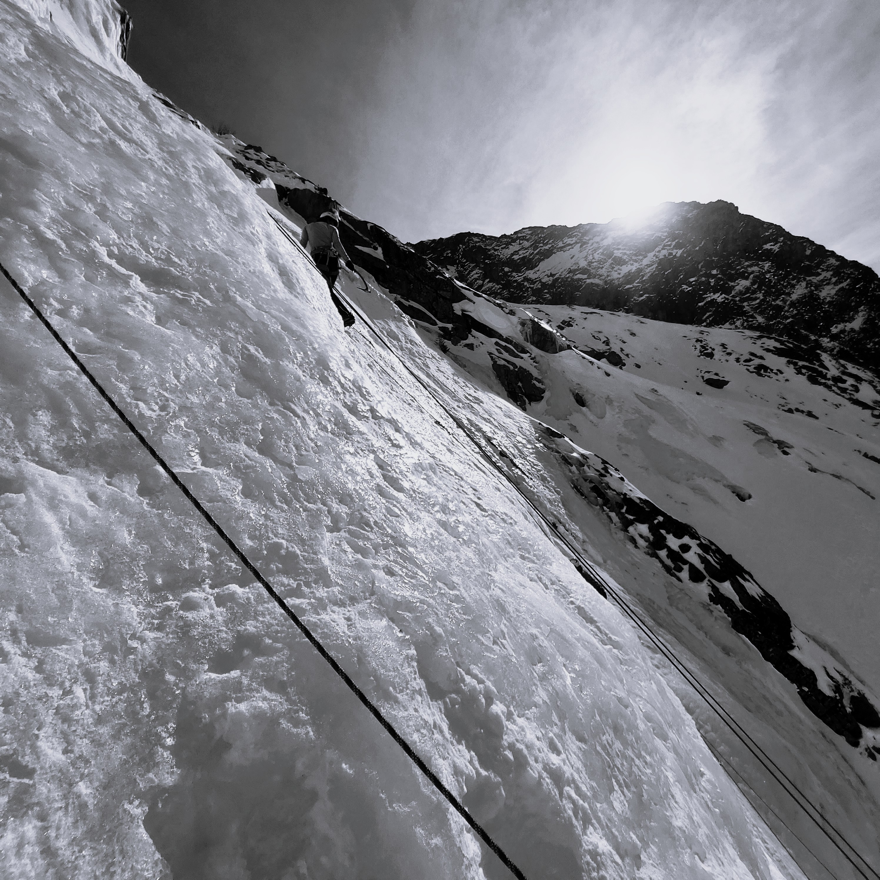Close-up of lush, dark green leaves, some glossy and wet, against a muted background.