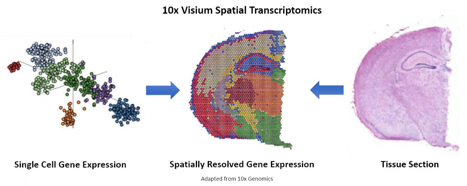 graphic representation of gene expression a tissue