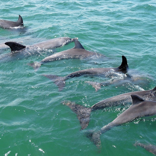 Более 100 дельфинов называют Бунбери домом.