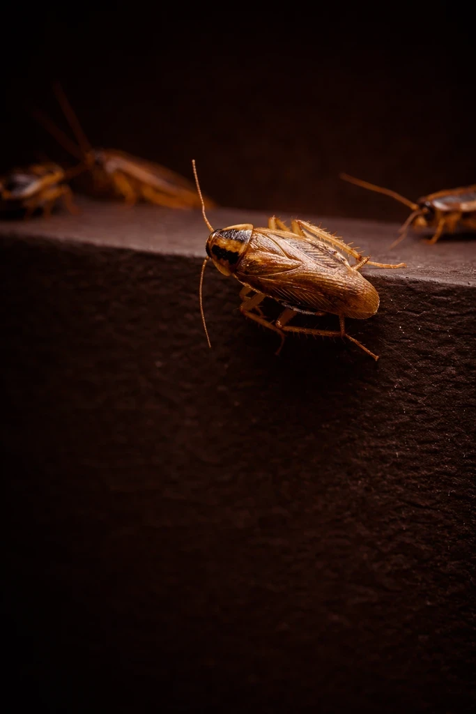 cockroach-image