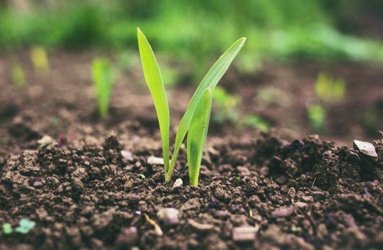 A small plant beginning to grow