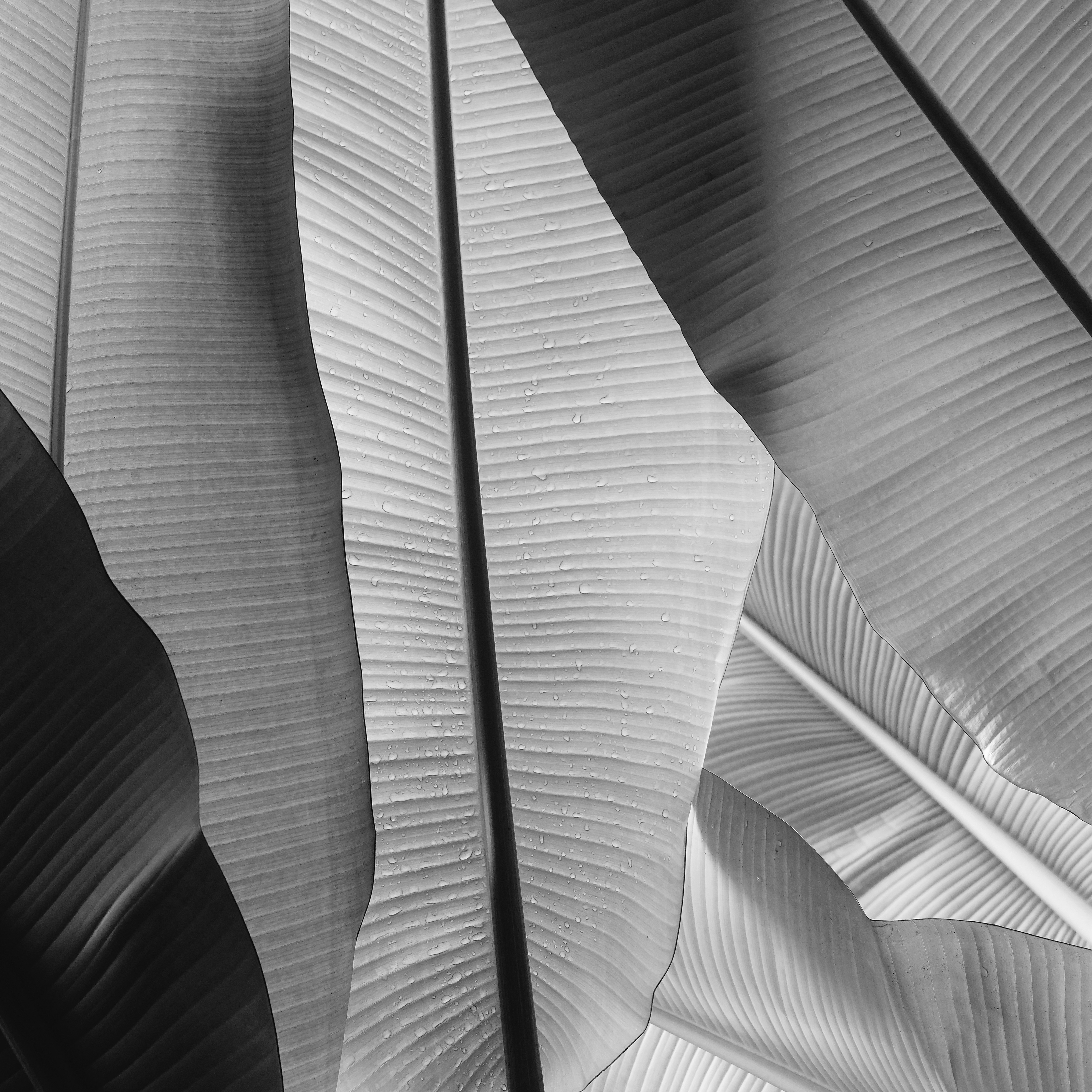 Close-up of large banana leaves in black and white.