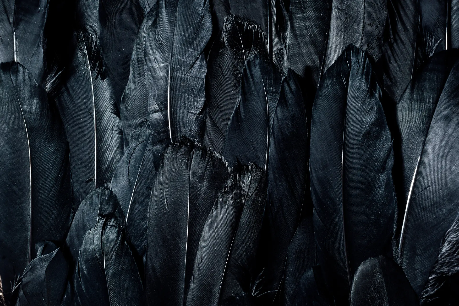 Dunkle, überlappende Federn mit feiner Textur und klaren Linien als symbolischer Hintergrund für Präzision, Tiefe und gestalterische Wirkung.