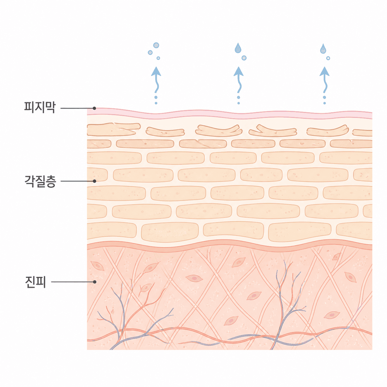 피지막과 각질층이 함께 만드는 피부 장벽 구조
