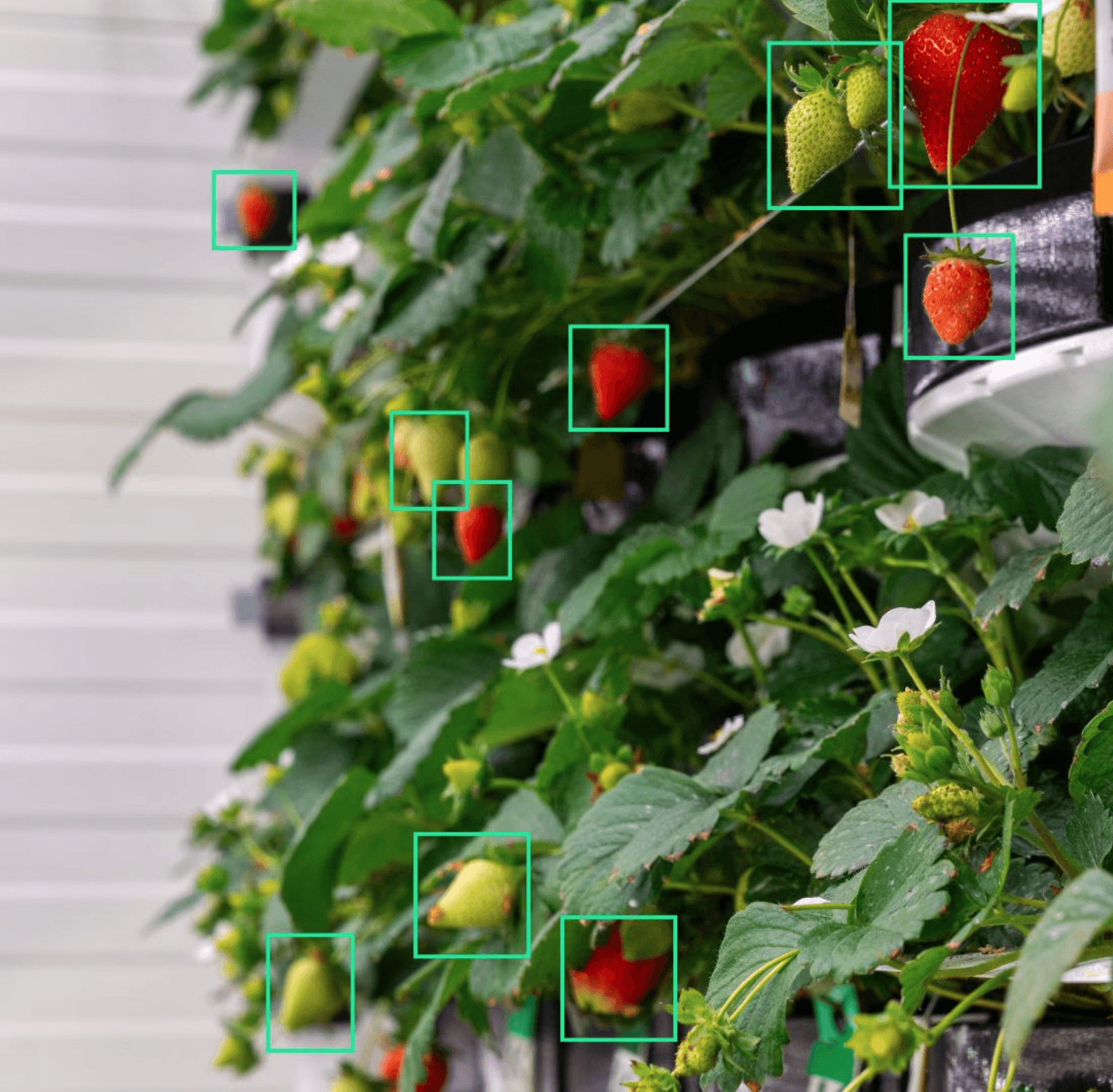 Scientists inspecting strawberries in indoor vertical farm.