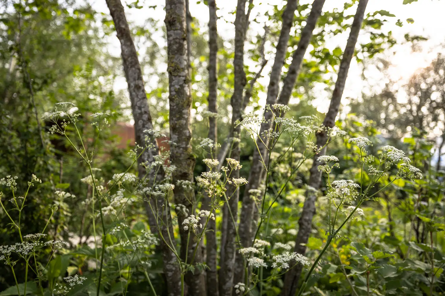 A cluster of slender trees with green leaves in a natural setting, partially obscured by surrounding foliage.