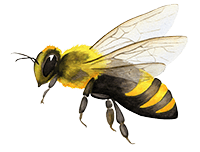 watercolor honeybee illustration