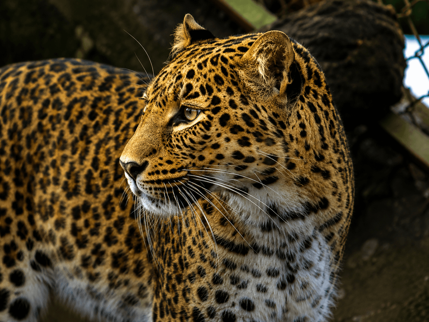 The Indian Leopard