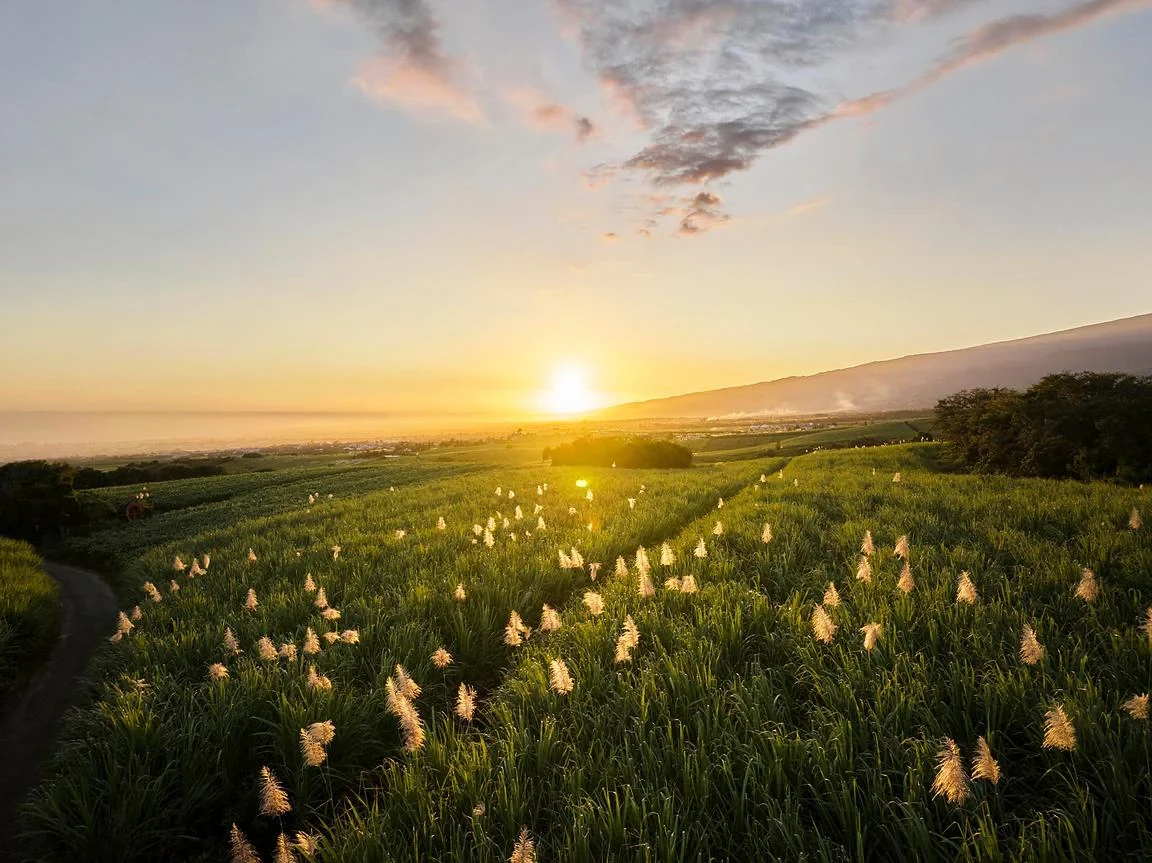 Photographie de paysage de La Réunion : coucher du soleil sur les champs de canne du littoral